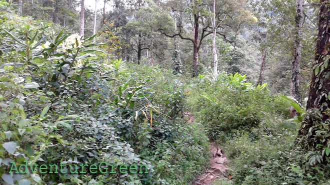 Most of the trekking tour to Mount Ky Quan San is in the forest