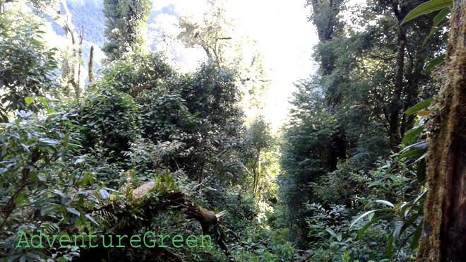 A forest on the Bach Moc Luong Tu trek