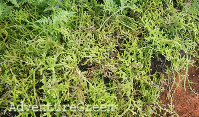 Vegetation along the hiking path