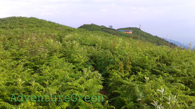 Fresh nature on the trek to Lao Than