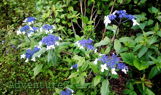 Some wild flowers