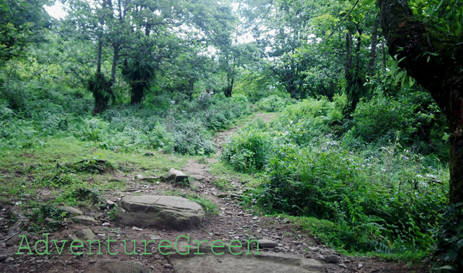 The gradients became steeper when we entered a thin forest