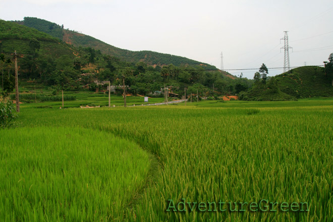 Ricefield at Tan Son, Phu Tho