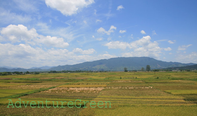 A ricefield at Thanh Thuy, Phu Tho