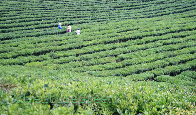 Workers at a tea plantation