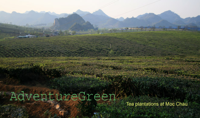 Tea plantations at Moc Chau, Son La