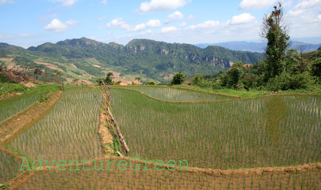 A rice terrace at Pha Luong