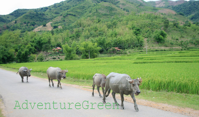 Water buffaloes at the Muong Tac Valley (Phu Yen Town) Son La Province