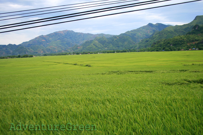 Stunning rice fields at Muong Tac, Phu Yen, Son La