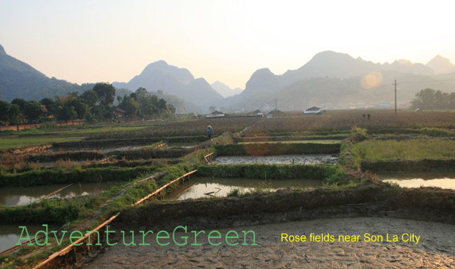 Rose fields on the outskirt of Son La City