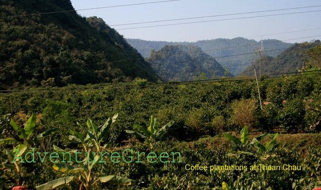 Coffee plantations at Thuan Chau District (Son La) right at the base of the sublime Pha Din Pass