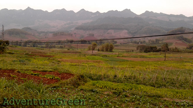 Garlic and onion farms at Yen Chau, Son La