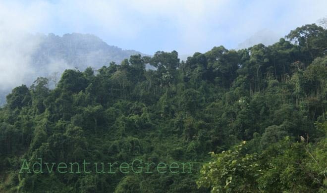 The forest at Pu Luong Nature Reserve