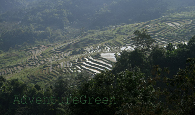 A terrace amid forest at Pu Luong