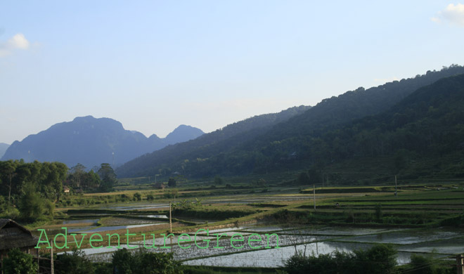 Paddy field at the Hin Village