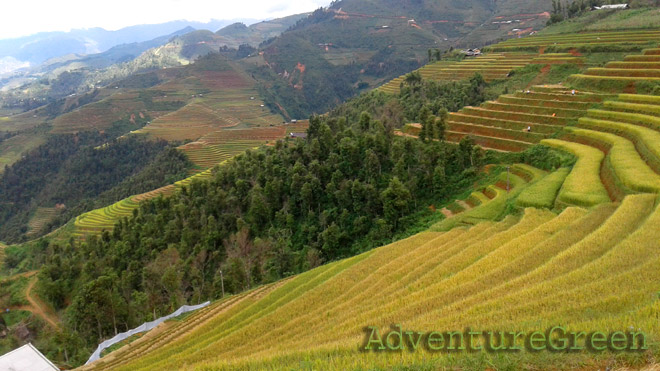 Golden rice terraces at Mu Cang Chai in Yen Bai Province