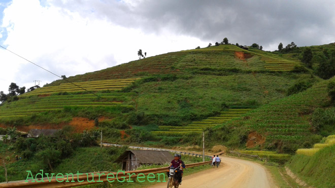 Scenic rice terraces close to the road
