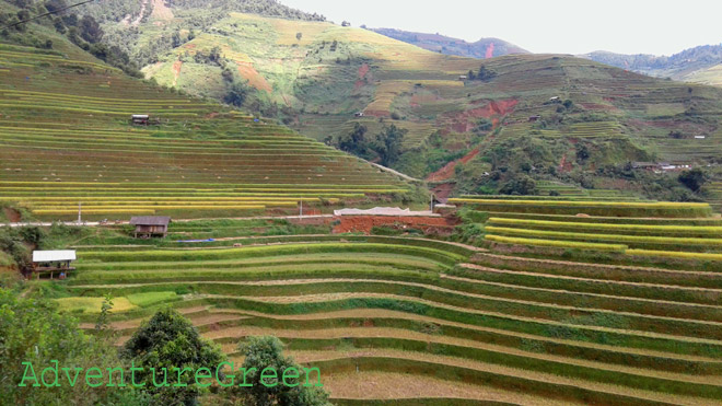 Rice terraces by the roadside