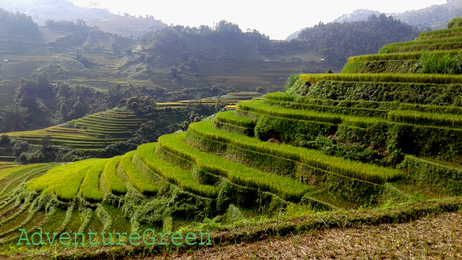 Rice terraces at Mu Cang Chai in bright sunshine