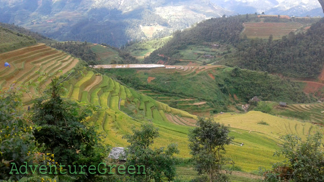 Nice golden rice terraces at Mu Cang Chai