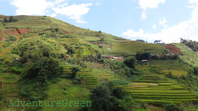 Rice terraces high in the sky at Mu Cang Chai