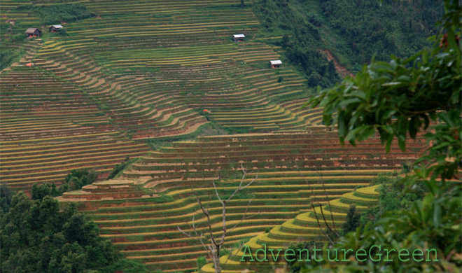Mu Cang Chai rice terraces on the trek