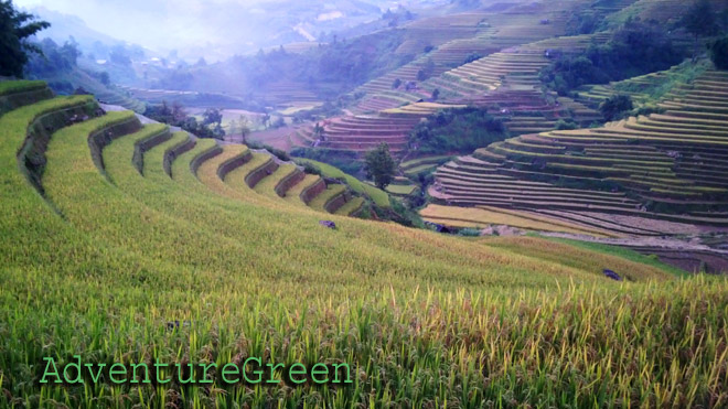 Fluid line of the rice terraces at Mu Cang Chai in Yen Bai Vietnam