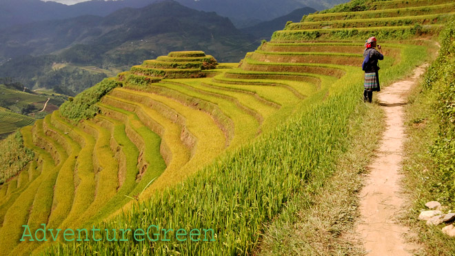 A Hmong lady amid the golden rice terraces at Mu Cang Chai in Yen Bai Province, Vietnam