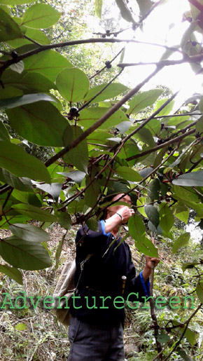 A Sua picking wild fruits