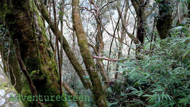 The forest at Mu Cang Chai we we trek through