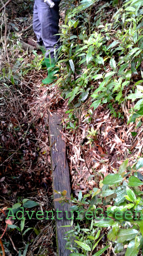 A tree trunk used as a bridge on the trek