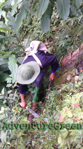 A Sua were carving into the tree trunk to make it less slippery