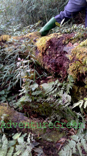 A rotten tree that moved when we climbed over