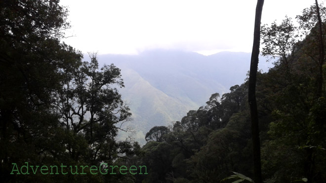 Some nice view of a mountain from the forest