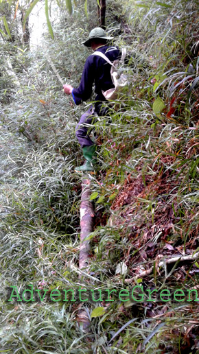 Trekking tour through the forest of Mu Cang Chai