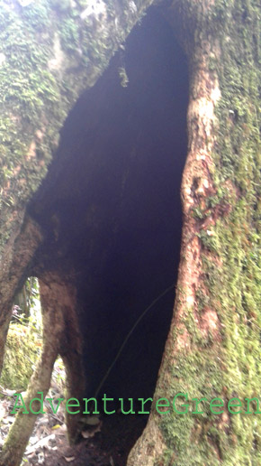 A tree trunk hollow inside
