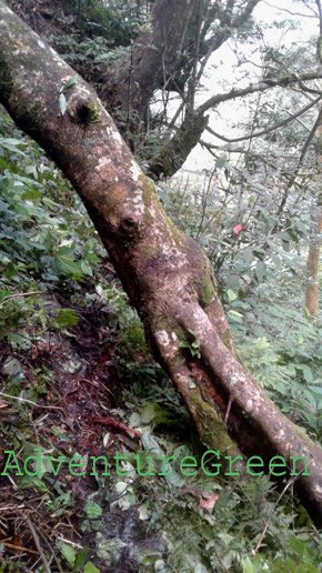 A fallen tree blocking the path