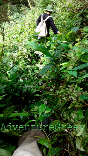 Not sure of our steps, path reclaimed by bushes