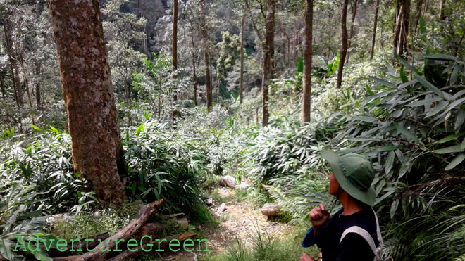 The beautiful forest with cardamom plantations