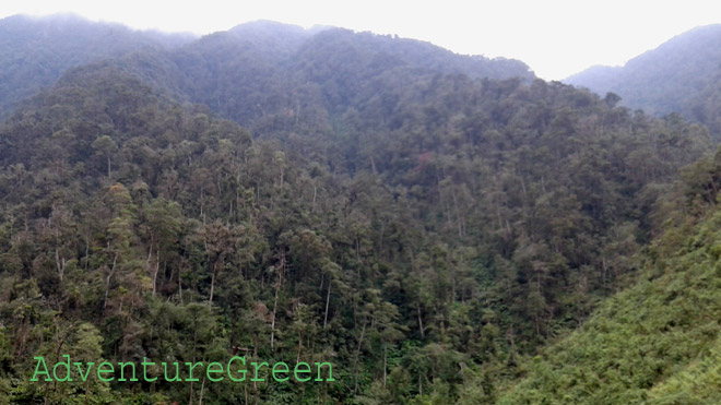 The forest that we were trekking through