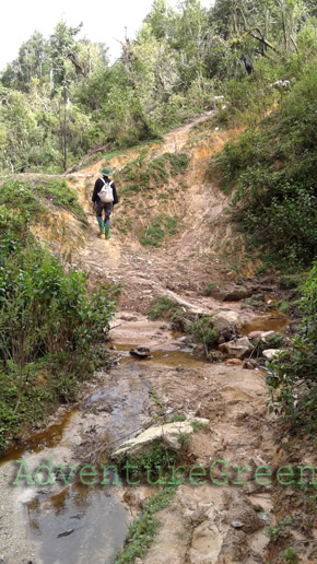 The path leading to the forest