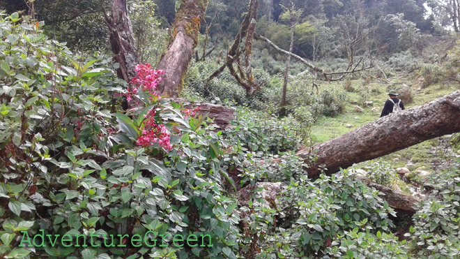 There were fallen trees and wild flowers on the trek