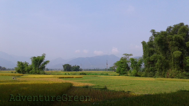 Pristine rice fields at the Muong Lo Valley, Nghia Lo Town, Yen Bai Province, Vietnam