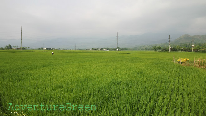 Muong Lo Valley, Nghia Lo, Yen Bai