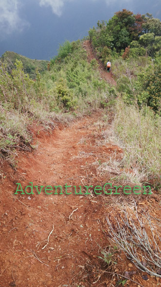 A lovely footpath amid fresh nature