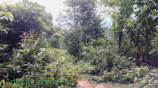 A thin wood on the Ta Xua Mountain