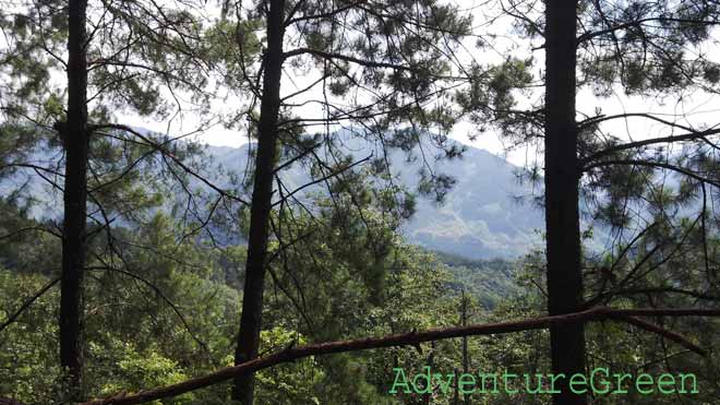 A mountain view through foliage