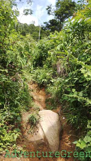 A slippery path with lots of undergrowth