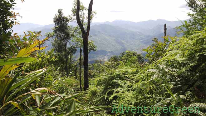 A mountain view through the forest