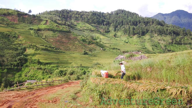 Rice terraces near the Ta Xua Village